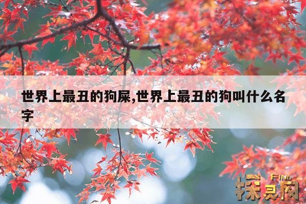 世界上最丑的狗屎,世界上最丑的狗叫什么名字