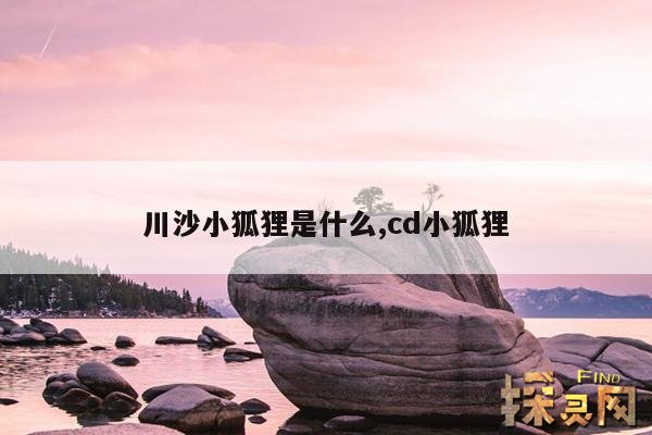 川沙小狐狸是什么,cd小狐狸
