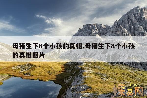 母猪生下8个小孩的真相,母猪生下8个小孩的真相图片