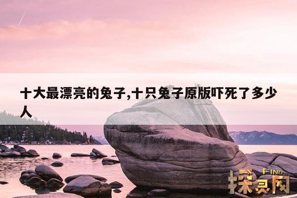 十大最漂亮的兔子,十只兔子原版吓死了多少人