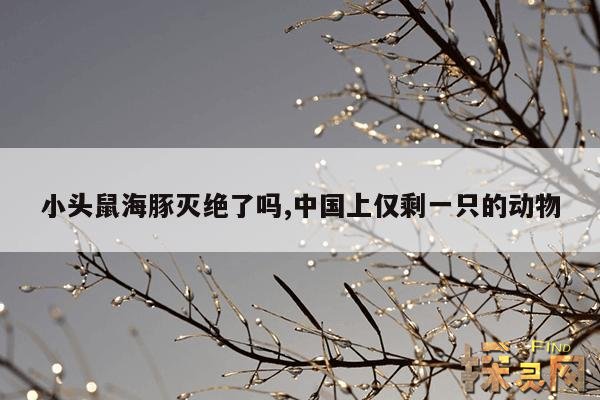 小头鼠海豚灭绝了吗,中国上仅剩一只的动物