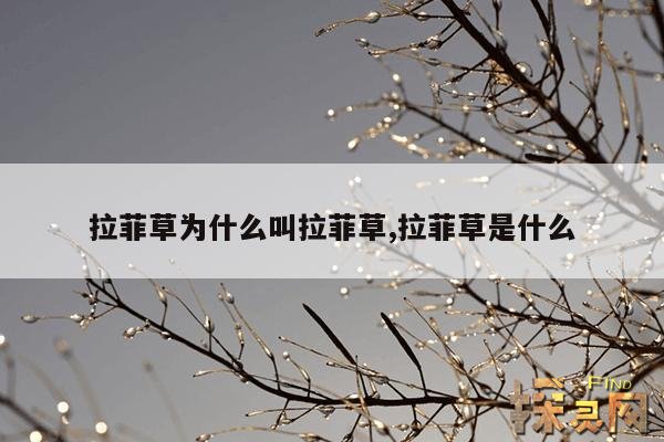 拉菲草为什么叫拉菲草,拉菲草是什么