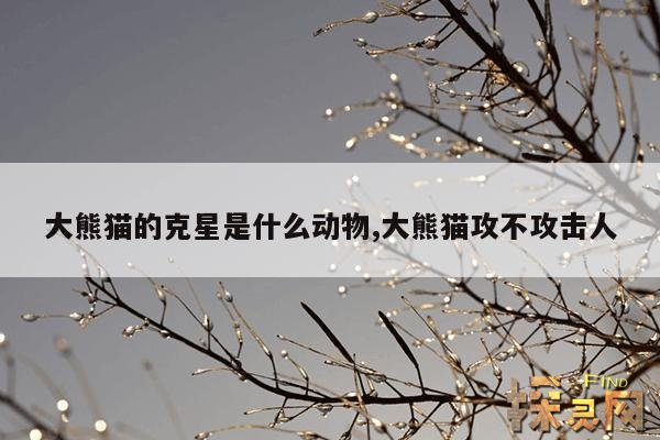 大熊猫的克星是什么动物,大熊猫攻不攻击人