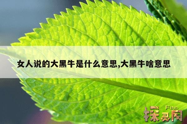 女人说的大黑牛是什么意思,大黑牛啥意思