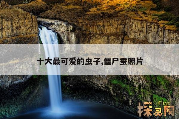 十大最可爱的虫子,僵尸蚕照片