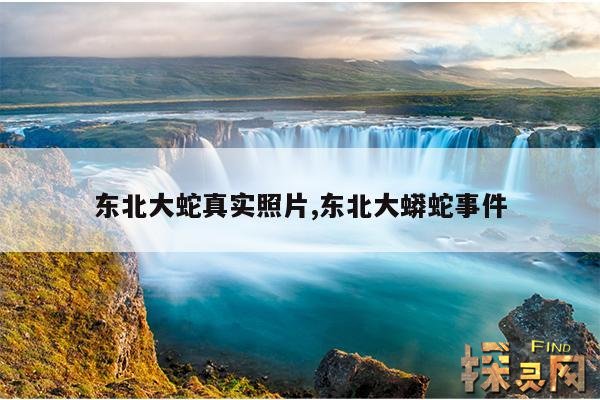 东北大蛇真实照片,东北大蟒蛇事件