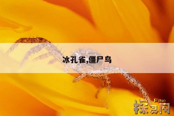冰孔雀,僵尸鸟