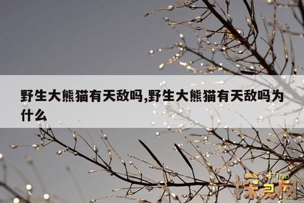野生大熊猫有天敌吗,野生大熊猫有天敌吗为什么