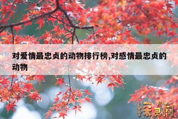 对爱情最忠贞的动物排行榜,对感情最忠贞的动物