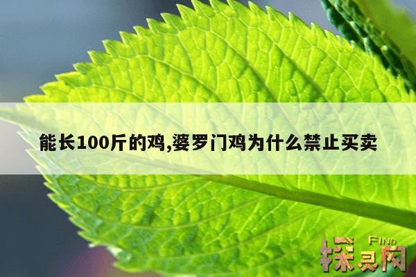 能长100斤的鸡,婆罗门鸡为什么禁止买卖