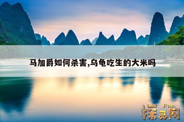 马加爵如何杀害,乌龟吃生的大米吗