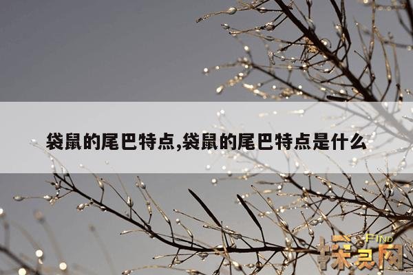 袋鼠的尾巴特点,袋鼠的尾巴特点是什么