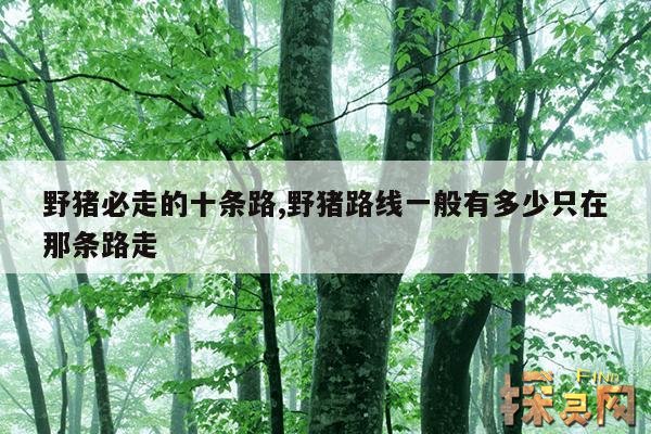 野猪必走的十条路,野猪路线一般有多少只在那条路走