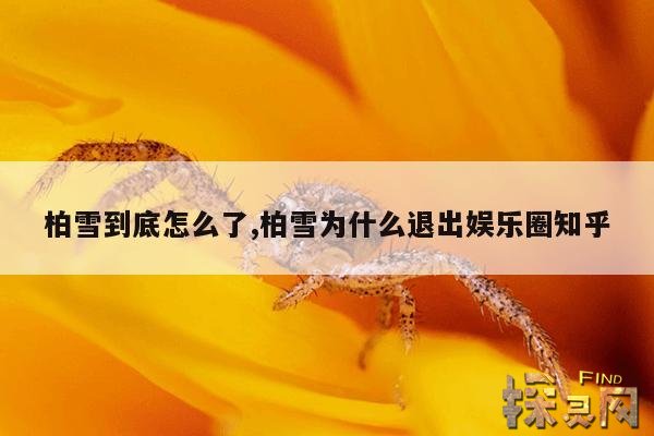 柏雪到底怎么了,柏雪为什么退出娱乐圈知乎