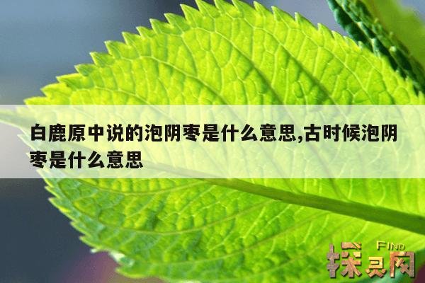 白鹿原中说的泡阴枣是什么意思,古时候泡阴枣是什么意思