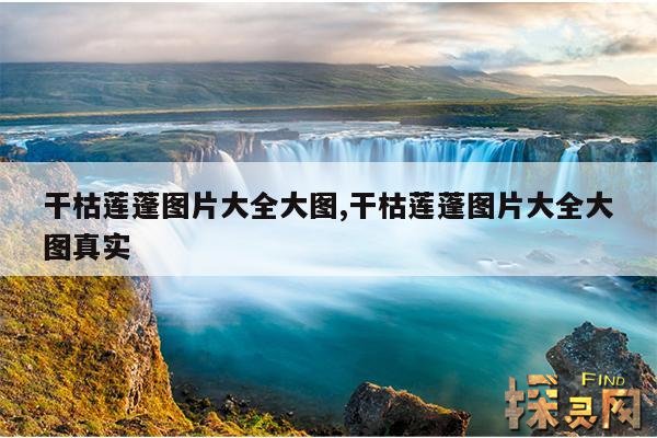 干枯莲蓬图片大全大图,干枯莲蓬图片大全大图真实