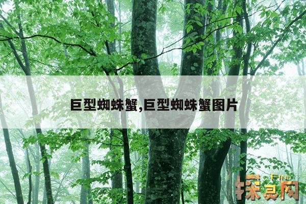 巨型蜘蛛蟹,巨型蜘蛛蟹图片