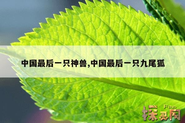 中国最后一只神兽,中国最后一只九尾狐