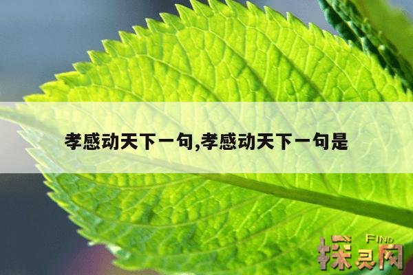 孝感动天下一句,孝感动天下一句是