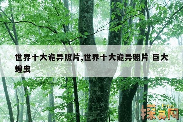世界十大诡异照片,世界十大诡异照片 巨大蝗虫