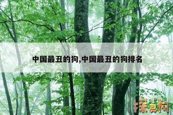 中国最丑的狗,中国最丑的狗排名