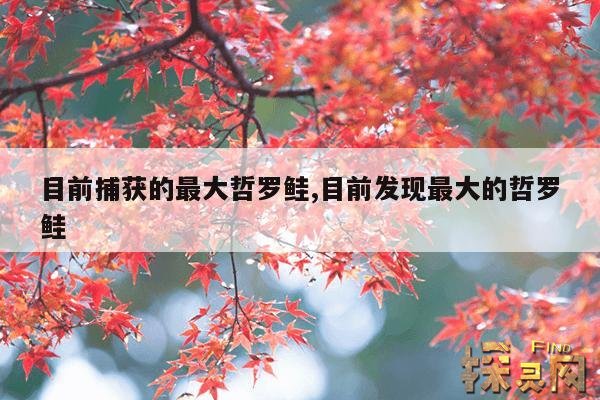 目前捕获的最大哲罗鲑,目前发现最大的哲罗鲑