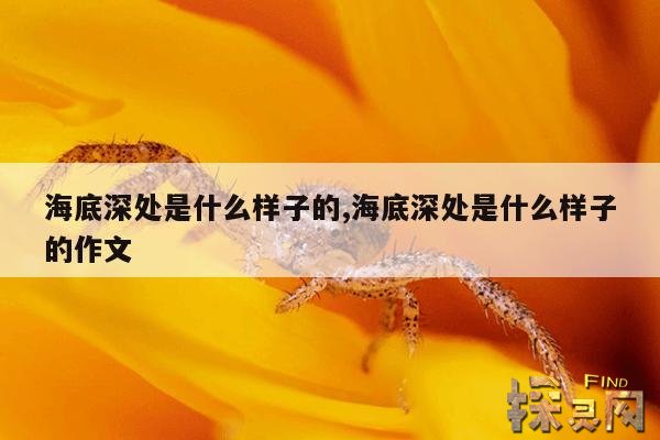 海底深处是什么样子的,海底深处是什么样子的作文