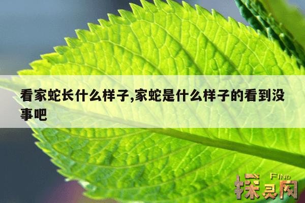 看家蛇长什么样子,家蛇是什么样子的看到没事吧