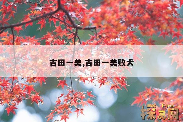 吉田一美,吉田一美败犬