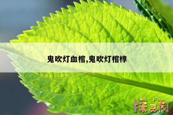 鬼吹灯血棺,鬼吹灯棺椁