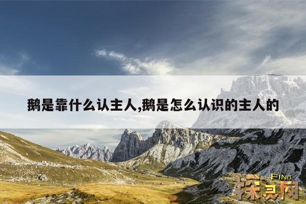鹅是靠什么认主人,鹅是怎么认识的主人的