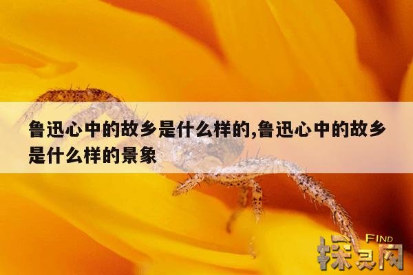 鲁迅心中的故乡是什么样的,鲁迅心中的故乡是什么样的景象