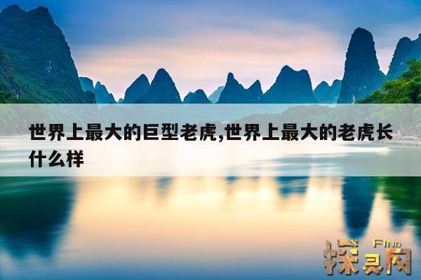 世界上最大的巨型老虎,世界上最大的老虎长什么样