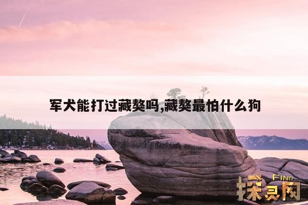 军犬能打过藏獒吗,藏獒最怕什么狗