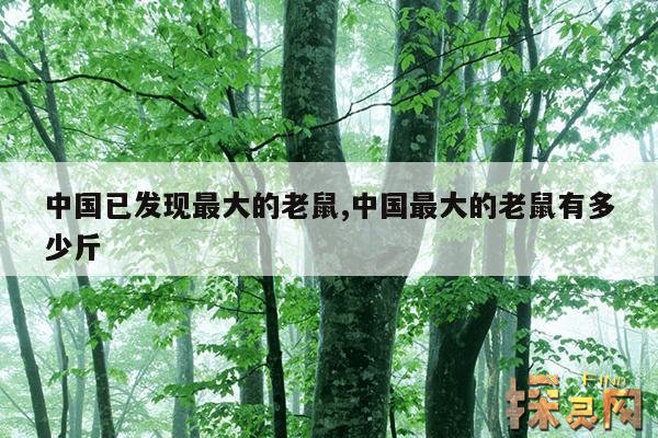 中国已发现最大的老鼠,中国最大的老鼠有多少斤